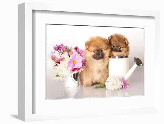 Two German (Pomeranian) Spitz Puppies And Flowers On White Background-Lilun-Framed Photographic Print