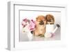 Two German (Pomeranian) Spitz Puppies And Flowers On White Background-Lilun-Framed Photographic Print