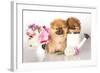 Two German (Pomeranian) Spitz Puppies And Flowers On White Background-Lilun-Framed Photographic Print