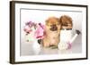 Two German (Pomeranian) Spitz Puppies And Flowers On White Background-Lilun-Framed Photographic Print