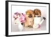 Two German (Pomeranian) Spitz Puppies And Flowers On White Background-Lilun-Framed Photographic Print