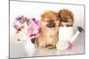 Two German (Pomeranian) Spitz Puppies And Flowers On White Background-Lilun-Mounted Photographic Print