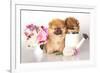 Two German (Pomeranian) Spitz Puppies And Flowers On White Background-Lilun-Framed Photographic Print