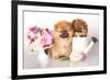 Two German (Pomeranian) Spitz Puppies And Flowers On White Background-Lilun-Framed Photographic Print