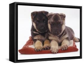 Two German Shepherd Dog Alsatian Pups, 5 Weeks Old, Lying on a Pillow-Jane Burton-Framed Stretched Canvas
