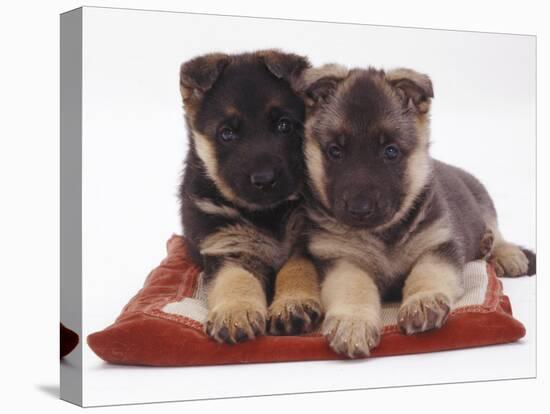 Two German Shepherd Dog Alsatian Pups, 5 Weeks Old, Lying on a Pillow-Jane Burton-Stretched Canvas