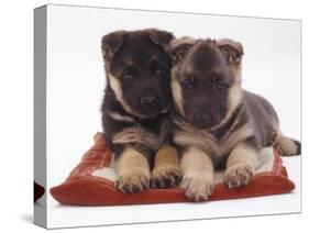 Two German Shepherd Dog Alsatian Pups, 5 Weeks Old, Lying on a Pillow-Jane Burton-Stretched Canvas