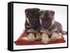 Two German Shepherd Dog Alsatian Pups, 5 Weeks Old, Lying on a Pillow-Jane Burton-Framed Stretched Canvas