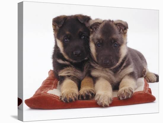 Two German Shepherd Dog Alsatian Pups, 5 Weeks Old, Lying on a Pillow-Jane Burton-Stretched Canvas