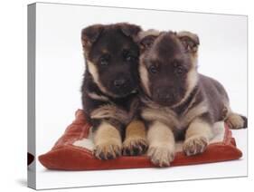 Two German Shepherd Dog Alsatian Pups, 5 Weeks Old, Lying on a Pillow-Jane Burton-Stretched Canvas