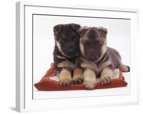 Two German Shepherd Dog Alsatian Pups, 5 Weeks Old, Lying on a Pillow-Jane Burton-Framed Photographic Print