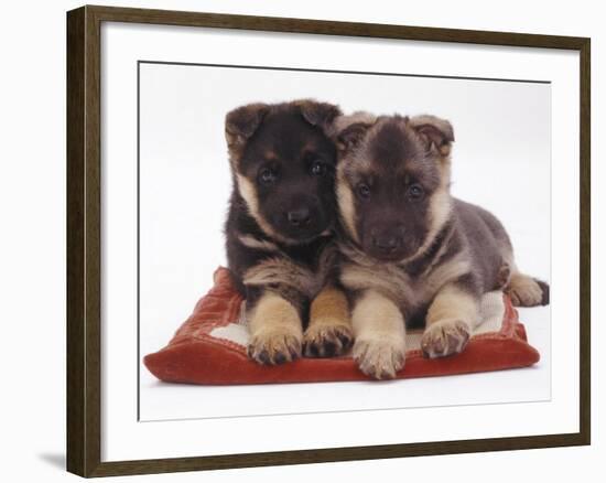 Two German Shepherd Dog Alsatian Pups, 5 Weeks Old, Lying on a Pillow-Jane Burton-Framed Photographic Print