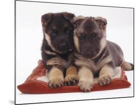 Two German Shepherd Dog Alsatian Pups, 5 Weeks Old, Lying on a Pillow-Jane Burton-Mounted Photographic Print