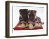 Two German Shepherd Dog Alsatian Pups, 5 Weeks Old, Lying on a Pillow-Jane Burton-Framed Photographic Print