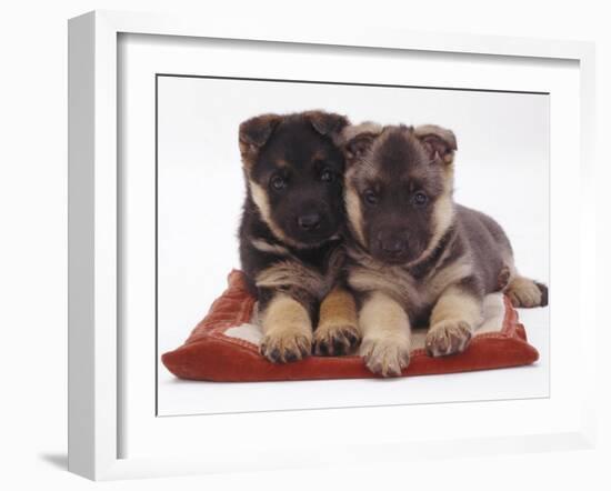 Two German Shepherd Dog Alsatian Pups, 5 Weeks Old, Lying on a Pillow-Jane Burton-Framed Photographic Print