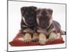 Two German Shepherd Dog Alsatian Pups, 5 Weeks Old, Lying on a Pillow-Jane Burton-Mounted Photographic Print