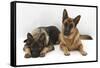 Two German Shepherd Dogs-Mark Taylor-Framed Stretched Canvas