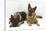 Two German Shepherd Dogs-Mark Taylor-Stretched Canvas