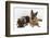 Two German Shepherd Dogs-Mark Taylor-Framed Photographic Print