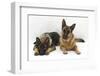 Two German Shepherd Dogs-Mark Taylor-Framed Photographic Print