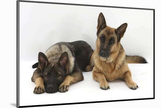 Two German Shepherd Dogs-Mark Taylor-Mounted Photographic Print
