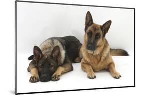 Two German Shepherd Dogs-Mark Taylor-Mounted Photographic Print