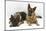 Two German Shepherd Dogs-Mark Taylor-Mounted Photographic Print