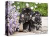 Two German Shepherd Puppies Sitting Next to Purple Daisies on a Garden Pathway, New Mexico, USA-Zandria Muench Beraldo-Stretched Canvas