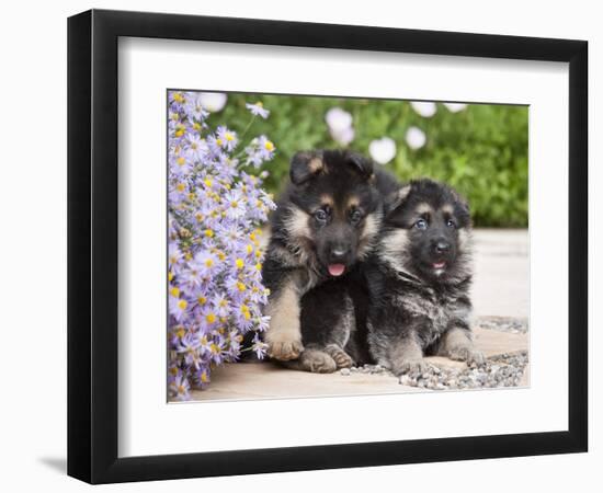 Two German Shepherd Puppies Sitting Next to Purple Daisies on a Garden Pathway, New Mexico, USA-Zandria Muench Beraldo-Framed Photographic Print