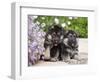 Two German Shepherd Puppies Sitting Next to Purple Daisies on a Garden Pathway, New Mexico, USA-Zandria Muench Beraldo-Framed Photographic Print