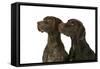 Two German Shorthaired Pointers-null-Framed Stretched Canvas