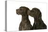 Two German Shorthaired Pointers-null-Stretched Canvas