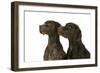 Two German Shorthaired Pointers-null-Framed Photographic Print