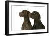 Two German Shorthaired Pointers-null-Framed Photographic Print