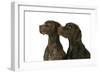 Two German Shorthaired Pointers-null-Framed Photographic Print