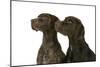 Two German Shorthaired Pointers-null-Mounted Photographic Print