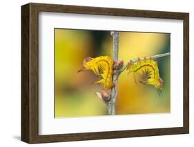 Two Giant silkworm moth larvae in resting posture, Guatemala-Robert Thompson-Framed Photographic Print