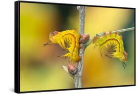 Two Giant silkworm moth larvae in resting posture, Guatemala-Robert Thompson-Framed Stretched Canvas