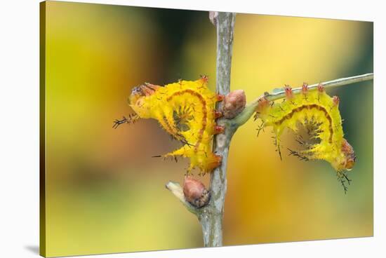 Two Giant silkworm moth larvae in resting posture, Guatemala-Robert Thompson-Stretched Canvas