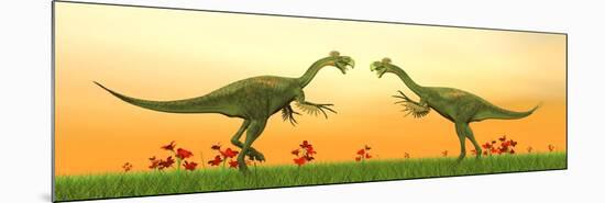 Two Gigantoraptor Dinosaurs Fighting on Green Grass by Sunset-null-Mounted Premium Giclee Print