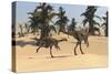 Two Gigantoraptors in Desert Landscape-null-Stretched Canvas