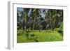 Two Gigantoraptors Running across a Grassy Field-null-Framed Art Print