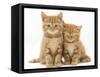 Two Ginger Domestic Kittens (Felis Catus)-Jane Burton-Framed Stretched Canvas