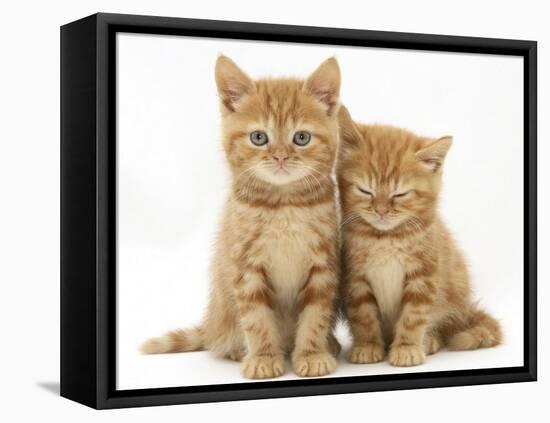 Two Ginger Domestic Kittens (Felis Catus)-Jane Burton-Framed Stretched Canvas