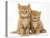 Two Ginger Domestic Kittens (Felis Catus)-Jane Burton-Stretched Canvas