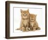 Two Ginger Domestic Kittens (Felis Catus)-Jane Burton-Framed Premium Photographic Print