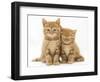 Two Ginger Domestic Kittens (Felis Catus)-Jane Burton-Framed Premium Photographic Print