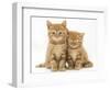 Two Ginger Domestic Kittens (Felis Catus)-Jane Burton-Framed Premium Photographic Print