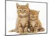 Two Ginger Domestic Kittens (Felis Catus)-Jane Burton-Mounted Premium Photographic Print