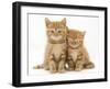 Two Ginger Domestic Kittens (Felis Catus)-Jane Burton-Framed Premium Photographic Print